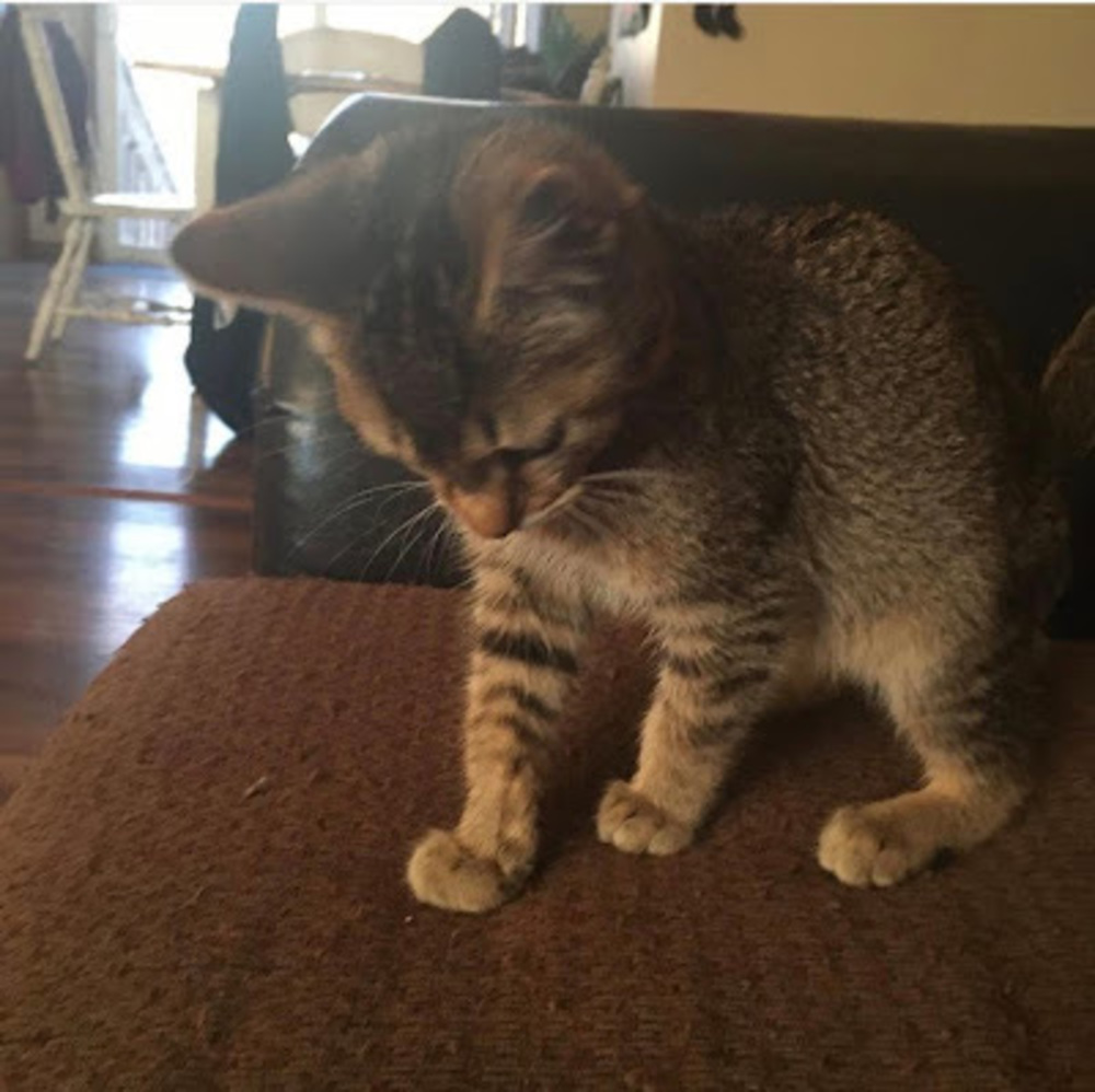 Meet your Posher, Anna